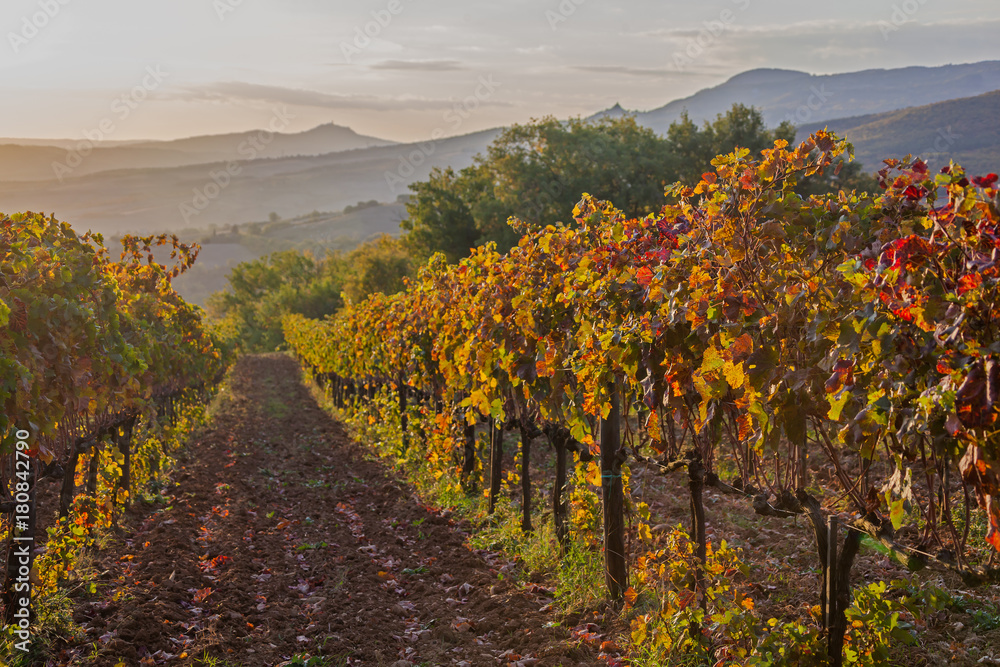 Magnificent view of picturesque autumn vineyards in the Tuscany region in morning sunlight, Italy