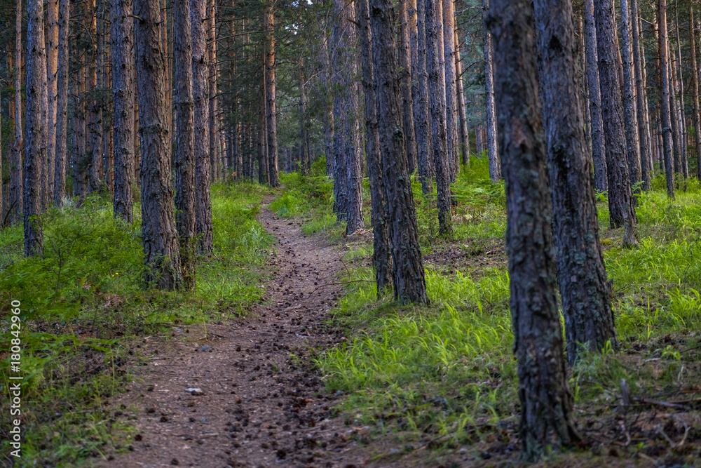 Obraz premium Road in deep pine forest 4