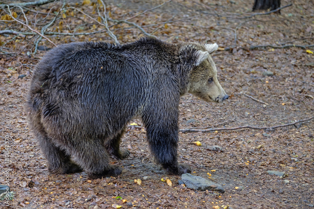 Bear in forest looking for food 5 Bear in forest looking for food 5