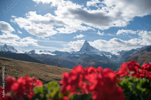 Swiss beauty, Matterhorn and flowers, Zermatt,Valais,Switzerland,Europe photo