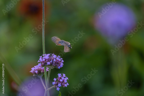 Butterfly hummingbird (Sphingidae) collects nectar from purple flowers 3 photo