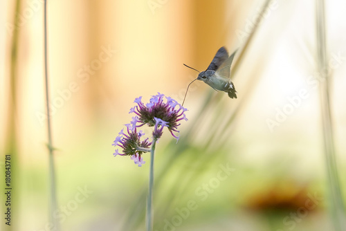 Butterfly hummingbird (Sphingidae) collects nectar from purple flowers 7 photo