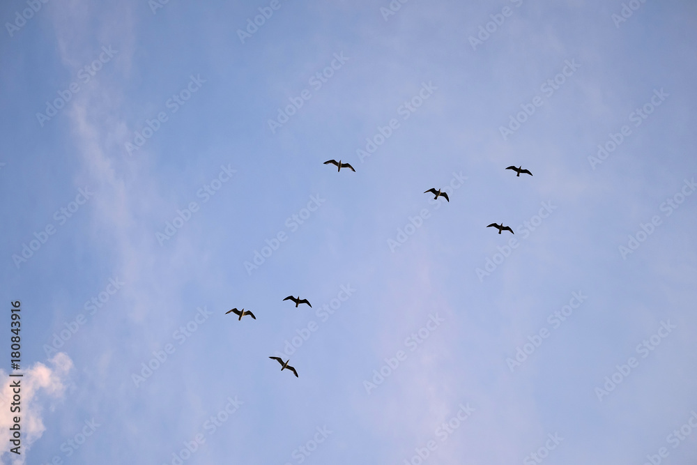 A flock of seagulls in the sky 1