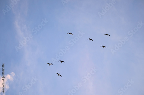A flock of seagulls in the sky 1 © Denis Martynov
