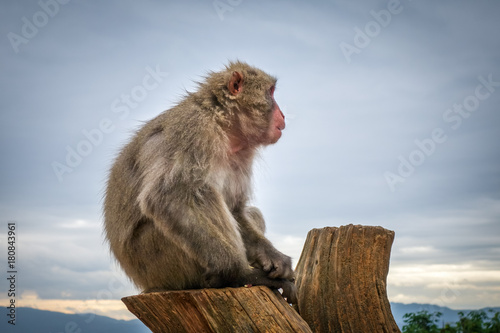 Japanese macaque on a trunk, Iwatayama monkey park, Kyoto, Japan © daboost