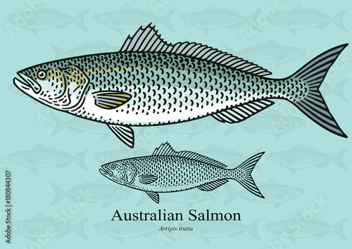 Australian Salmon. Vector illustration for artwork in small sizes. Suitable for graphic and packaging design, educational examples, web, etc.