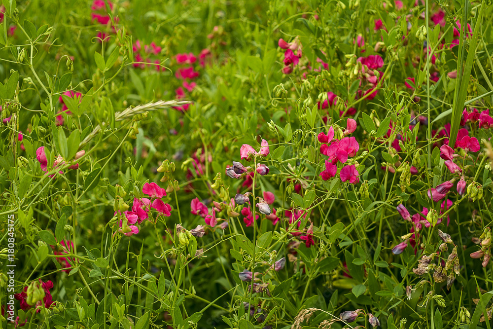 Field grass and flowers. Wild red small flowers and bright green grass. Wild flowers in a meadow.