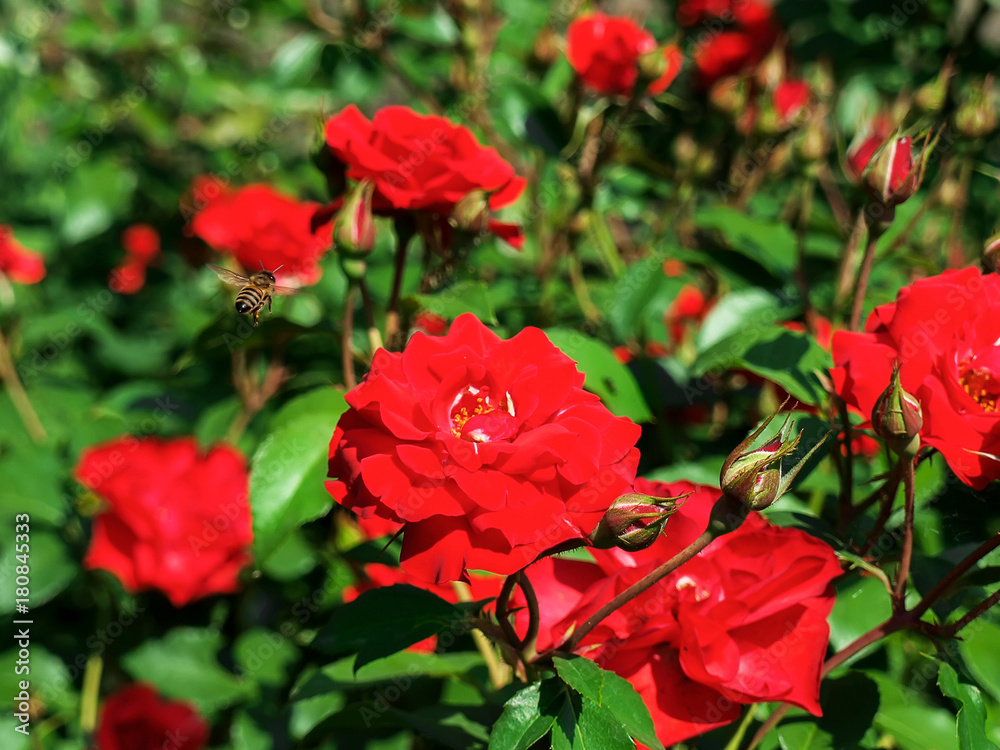 The bee flies over a red rose flower.