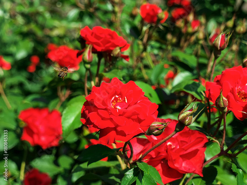 The bee flies over a red rose flower.