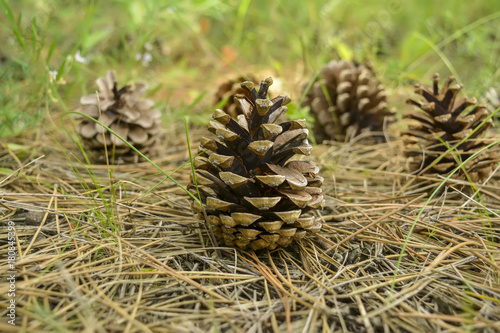 Pine cones in the wood, lie on a surface a moss and sand, several pieces, coniferous needles are scattered on all area.