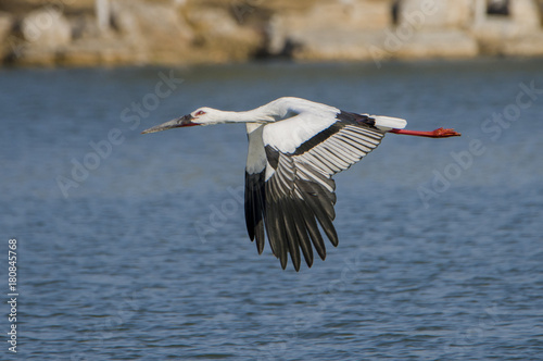 The beauty of the Oriental White Stork