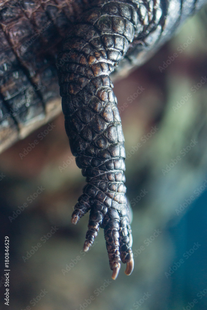 Naklejka premium Crocodile close-up