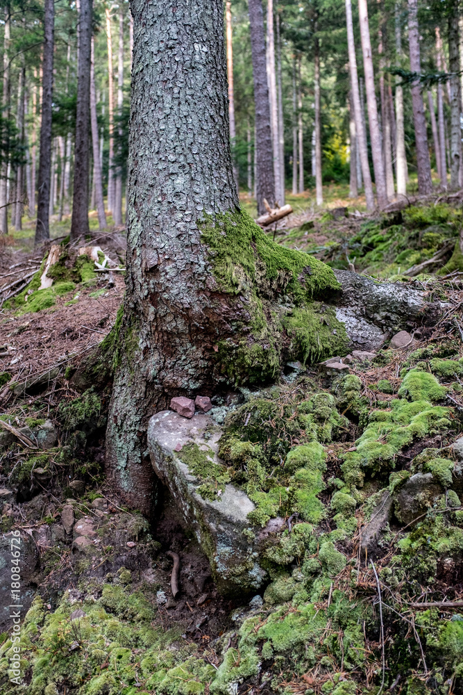 Nadelbaum mit Moosbewuchs vor Nadelwald