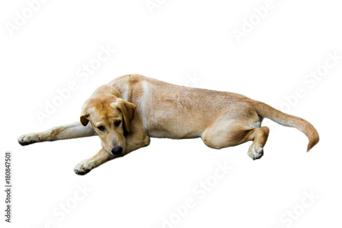 Brown Dog breed Ramadi dollars are lonely, bored a white background. photo