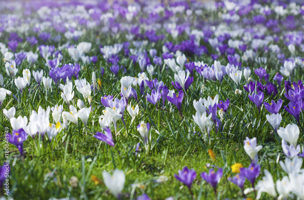 Beautiful first spring flowers crocuses bloom under bright sunlight. Beautiful first spring flowers crocuses bloom under bright sunlight.