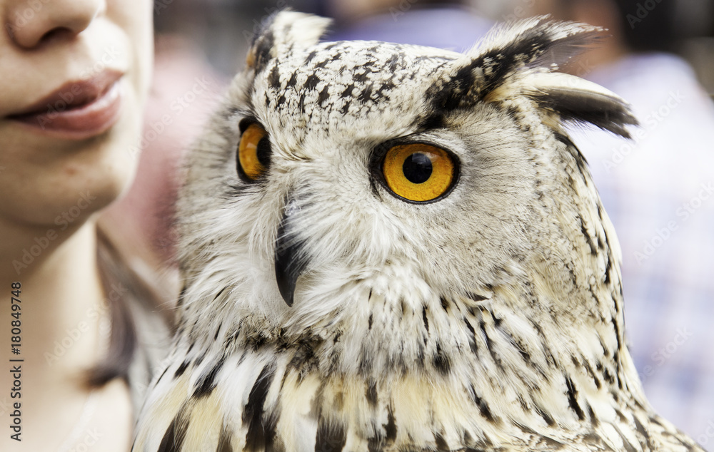 Fototapeta premium Owl in falconry