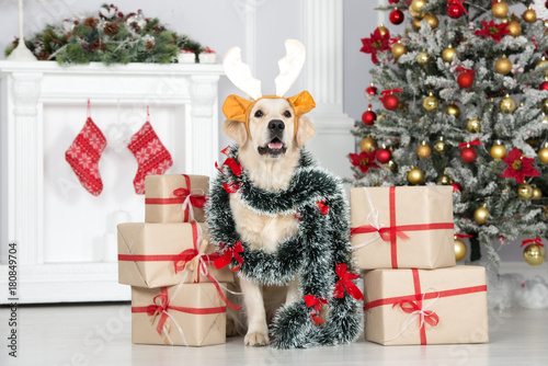 Fototapeta Naklejka Na Ścianę i Meble -  funny dog in antlers posing with Christmas gifts