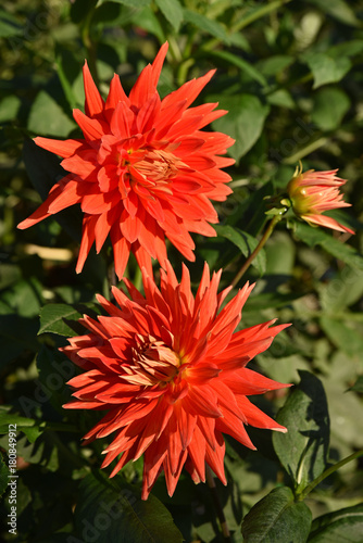 Fototapeta Naklejka Na Ścianę i Meble -  Dahlia rouge en été au jardin