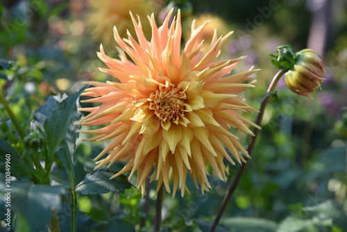 Fototapeta Naklejka Na Ścianę i Meble -  Dahlia cactus rose en été au jardin