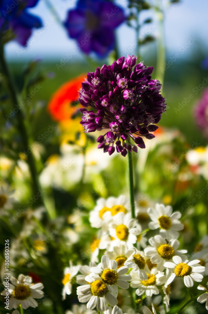 Obraz premium a bouquet of bright spring flowers of various types