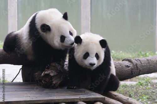 Fototapeta Naklejka Na Ścianę i Meble -  2 Lovely Pandas , kiss kiss