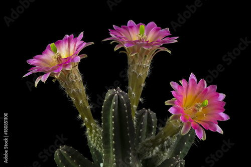 Cactus in a pot isolated in a black background