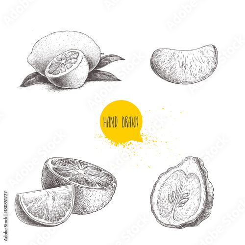 Hand drawn sketch style citrus fruits set. Lemon half, lime, tangerine, mandarin part, oranges and bergamots isolated on white background. Vector organic food illustrations. photo