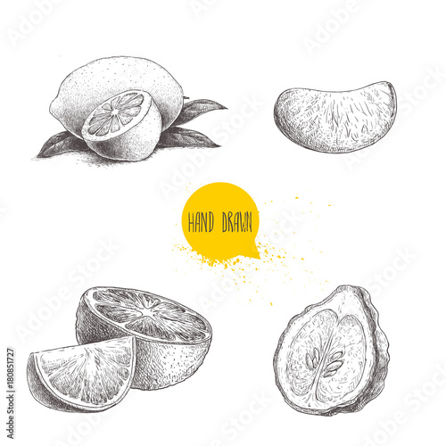 Hand drawn sketch style citrus fruits set. Lemon half, lime, tangerine, mandarin part, oranges and bergamots isolated on white background. Vector organic food illustrations.