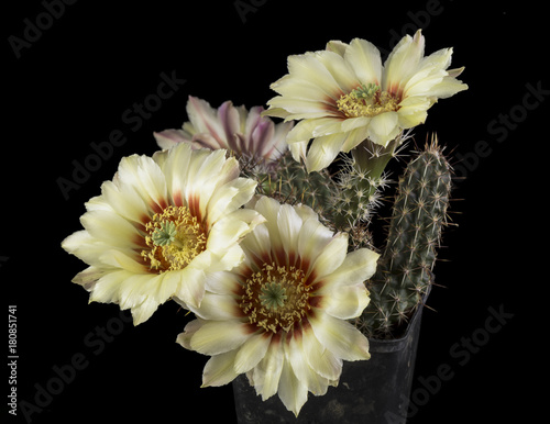 Cactus in a pot isolated in a black background