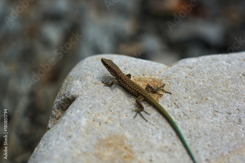 brown spotted lizard with green tail © Wingedbull