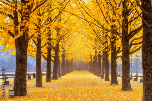 Autumn beauty of the nami island in the fall.The leaves are changing colors.