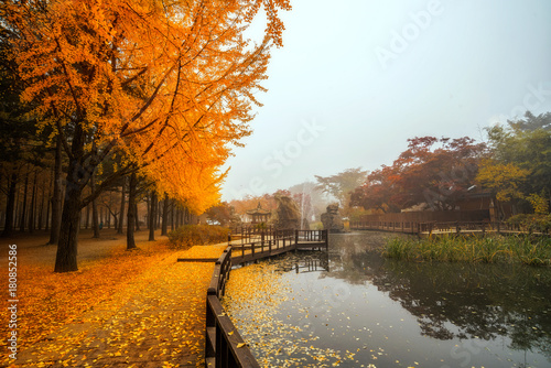Autumn beauty of the nami island in the fall.The leaves are changing colors.