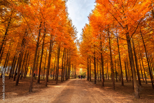 Photography Autumn beauty of the nami island in the fall