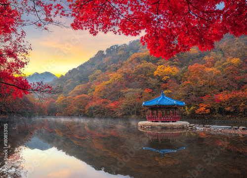Autumn Maple  in Naejangsan national park, South korea photo
