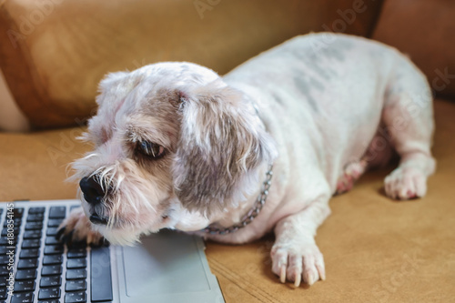 White short hair Shih tzu d...