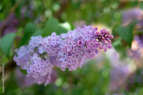 Lilac plant with blossom