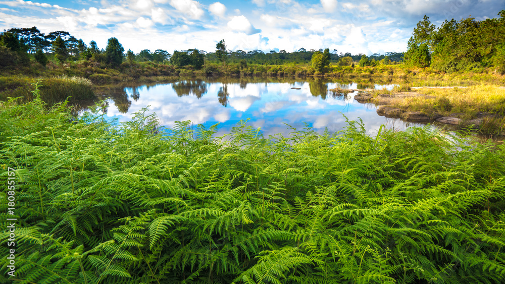 1000px x 563px - Summer day with blue sky and clouds reflection in the pond. At Anodard porn,  Phu Kradung national park, Loey, Thailand. Stock Photo | Adobe Stock