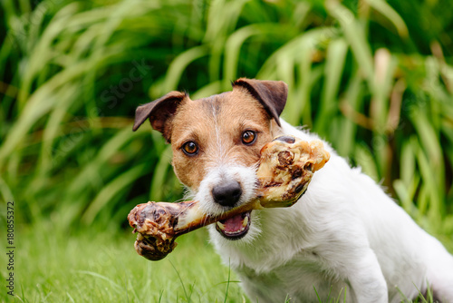 Dog with delicious pet treat bone at garden lawn photo