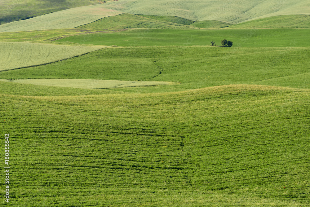 Magnificent spring rural landscape. Beautiful view of typical tuscan green wave hills, cypresses trees, magical sunlight, beautiful golden fields and meadows.Tuscany, Italy, Europe