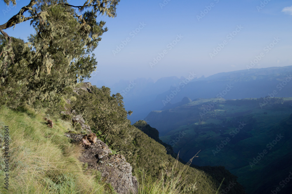 Group of Gelada Monkeys in the Simien Mountains, Ethiopia Group of Gelada Monkeys in the Simien Mountains, Ethiopia