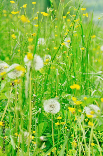 Fototapeta Naklejka Na Ścianę i Meble -  field of dandelions