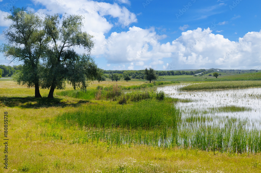 old lake with aquatic vegetation and sky old lake with aquatic vegetation and sky
