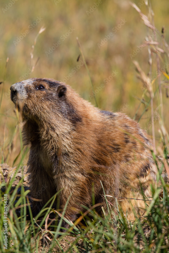 Marmot posing in the grass on sunny day Marmot posing in the grass on sunny day