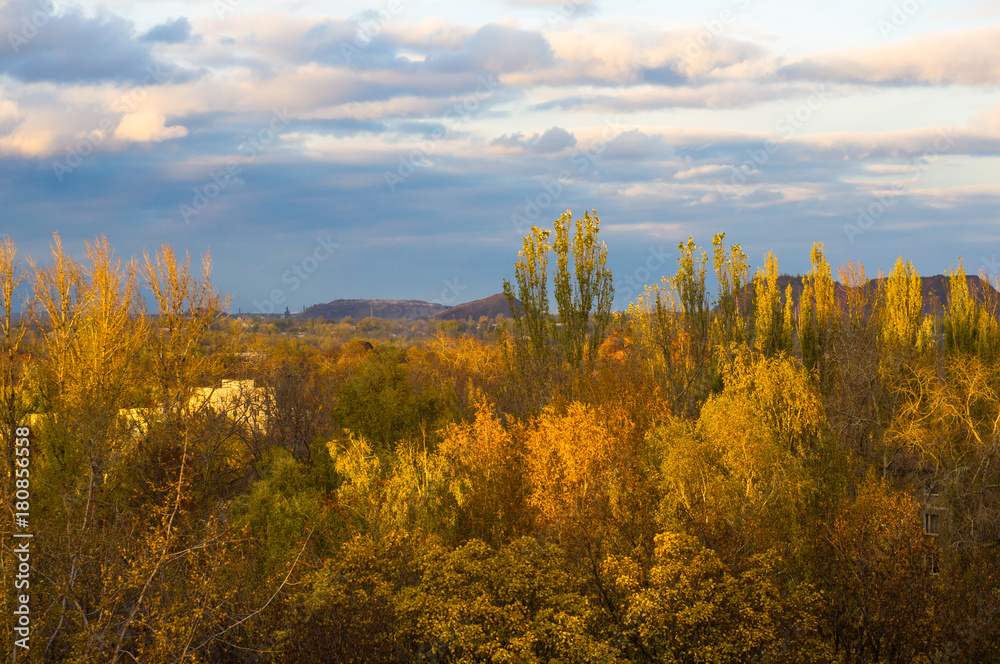yellow autumn trees in evening sunlight