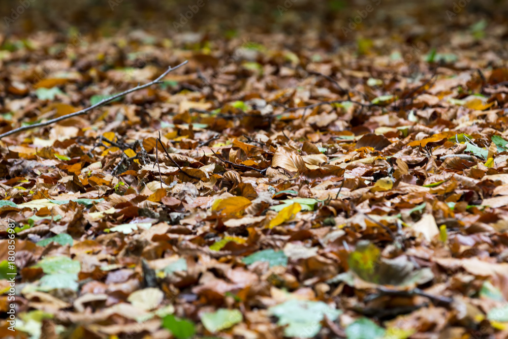 Textur Laub auf Waldboden Textur Laub auf Waldboden