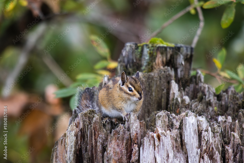 Cute chipmank sitting on a stump