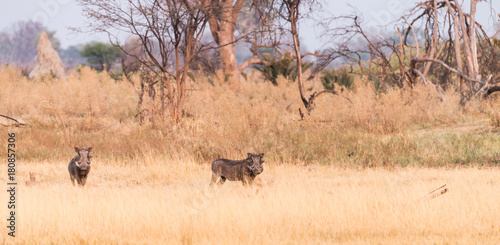 Fototapeta Naklejka Na Ścianę i Meble -  Warthogs in the Okavango Delta