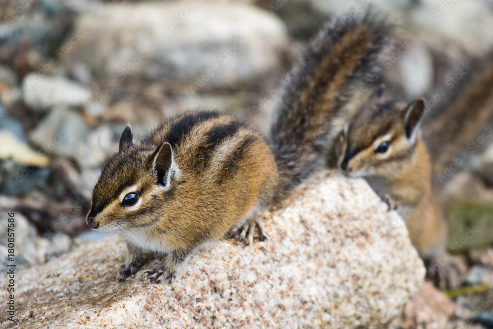 Cute and furry chipmank sitting on a rock (Tamias striatus) Cute and furry chipmank sitting on a rock (Tamias striatus)