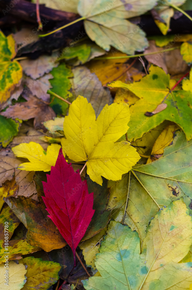 red autumn leaf on yellow leaves red autumn leaf on yellow leaves