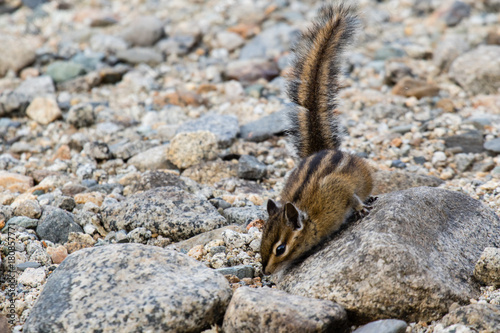 A cute chipmunk on the rocks in the Rocky Mountains